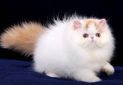 How is the price of purebred Ragdoll cats in Hangzhou? (Picture 2)
