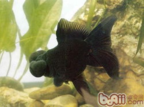 Introduction to the varieties of Zhaqi black blisters