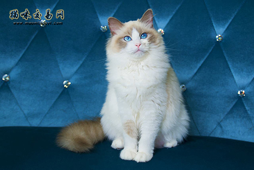 How much does Garfield cost in Changning District, Shanghai?