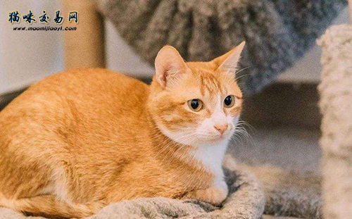 How much does Garfield cost in Changning District, Shanghai? 