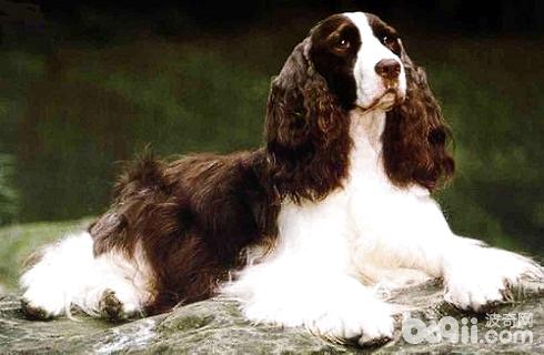 Springer Spaniel 1.jpg
