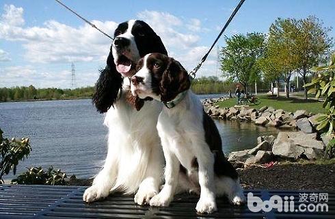 Springer Spaniel IQ