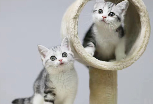 Pet Cat Price Quotes: How much is the price of purebred gold gradient in Tianjin? How much? 