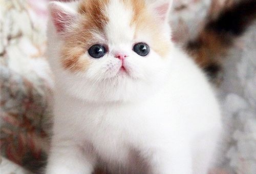How much does a purebred Ragdoll cat cost in Changning District, Shanghai?