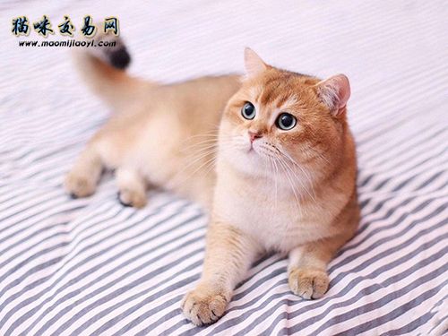 How much does a purebred Ragdoll cat cost in Changning District, Shanghai?