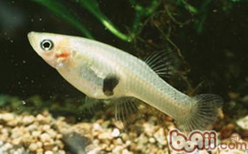food Introduction to species of mosquito fish