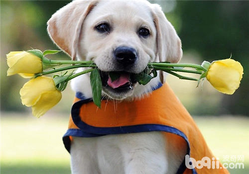 The focus of purchasing calcium tablets for dogs