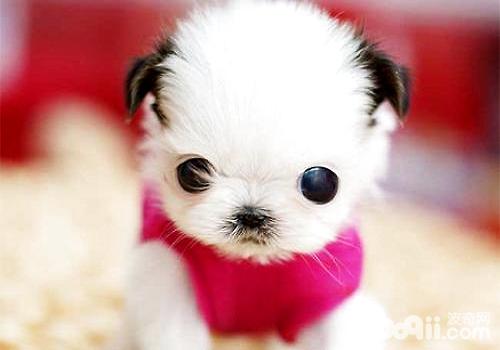 How much does a teacup dog cost? Things to pay attention to when raising a teacup dog