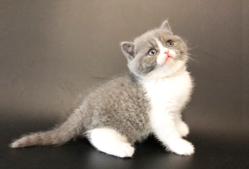 The price of a 3-month-old purebred ragdoll cat in Jiading, Shanghai How much? 
