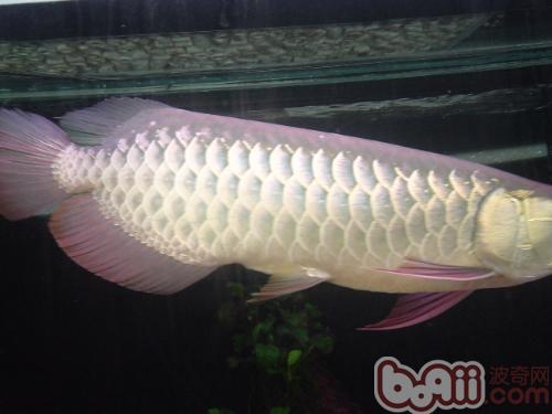 How to distinguish real and fake Arowana