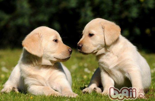 Labrador meets the conditions for a long time