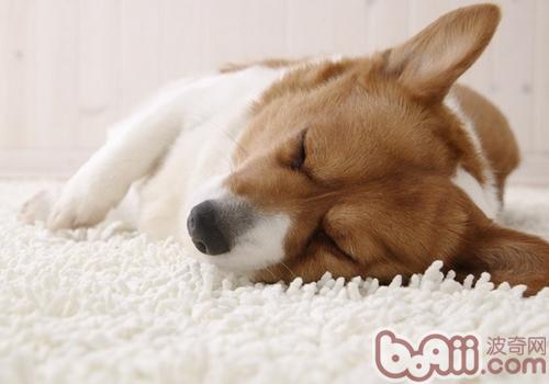 How about dogs Choose a sleeping place