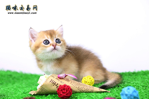 How much does a Ragdoll cat cost in Beijing Cattery in 2019? ? 