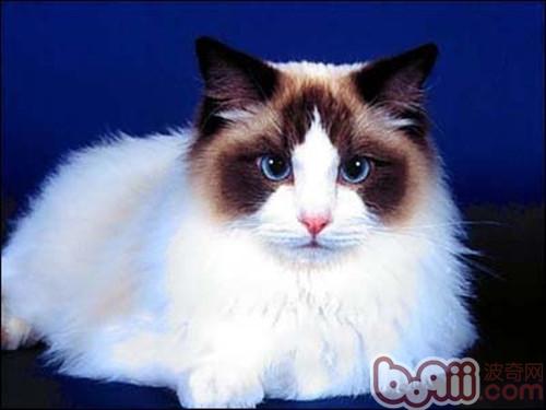 cloth Will Ragdoll cats eventually shed? title=