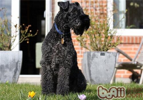 Physical Characteristics of the Kerry Blue Terrier