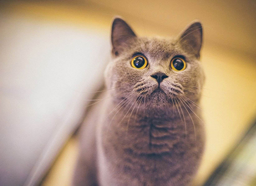 How much does a pure-blooded Ragdoll cat cost? (Picture 1)