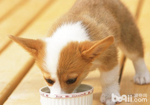 How to arrange a good dog to eat