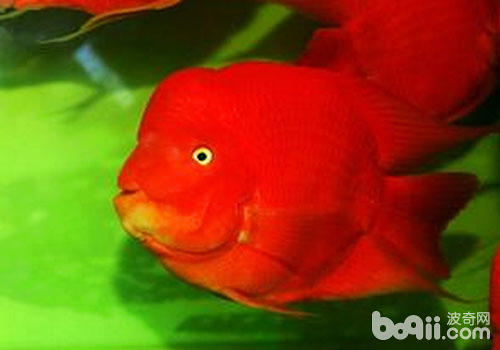 How to distinguish male and female parrot fish 