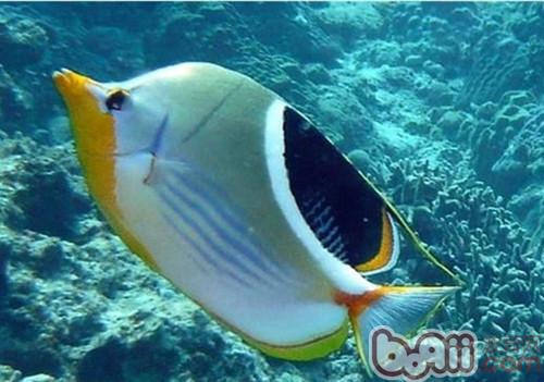Shape characteristics of Whip Butterfly Fish
