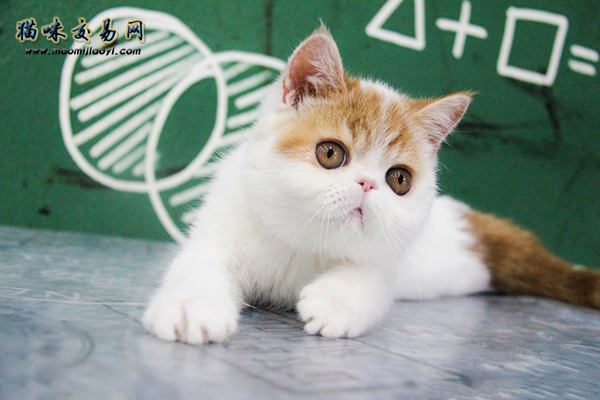 How much does a Hubei purebred Jinjila young cat cost?