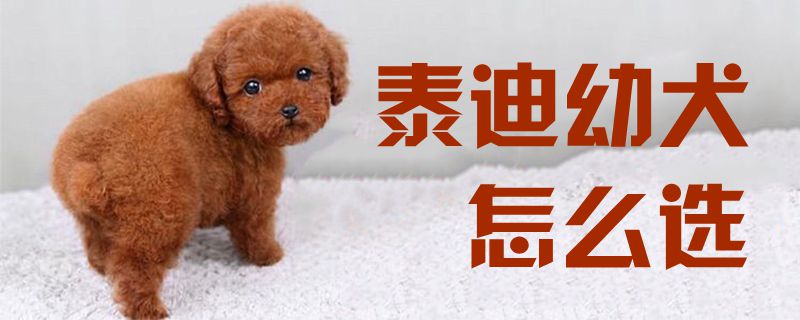 How to choose a Teddy puppy 2