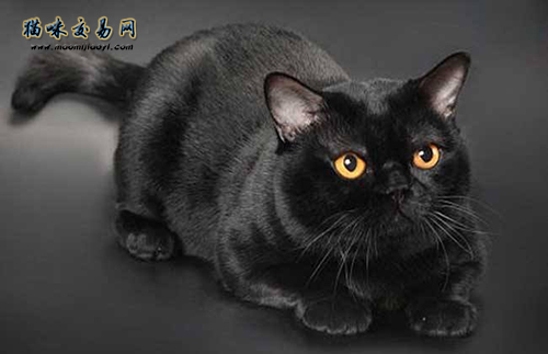 How much does a white British shorthair cat in Hangzhou cost? (Picture 1) )