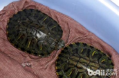 Hibernating Turtle 2.jpg