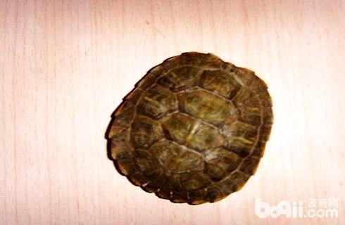 Black turtle dormant 1.jpg