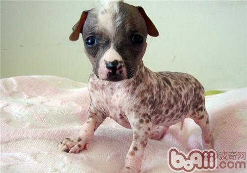 Feeding Focus of Chinese Crested Dogs