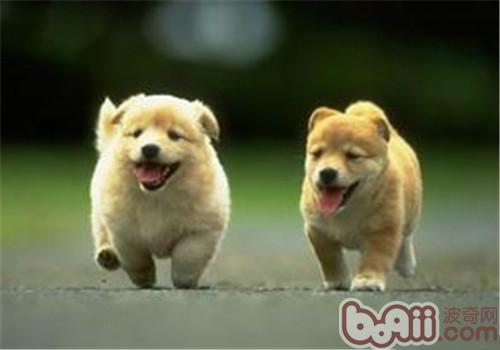 Dogs may as well Can dogs eat soy sauce? 