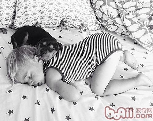 How How to give your dog adequate rest