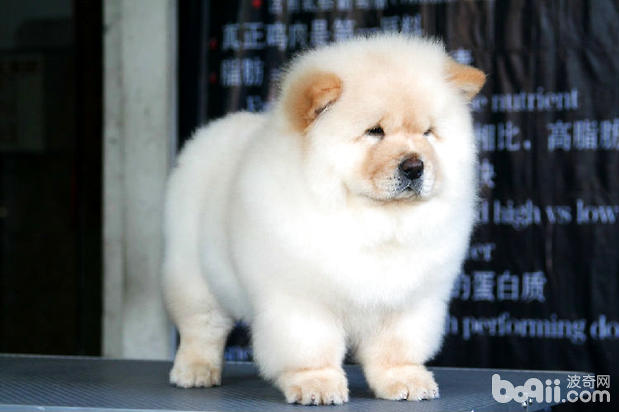 Top Ten Things You Must Know About Raising a Chow