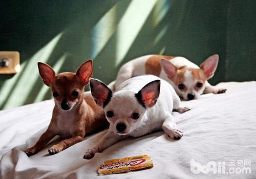  How to successfully issue quarantine instructions for pets