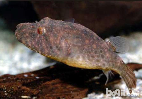 How to raise doghead fish