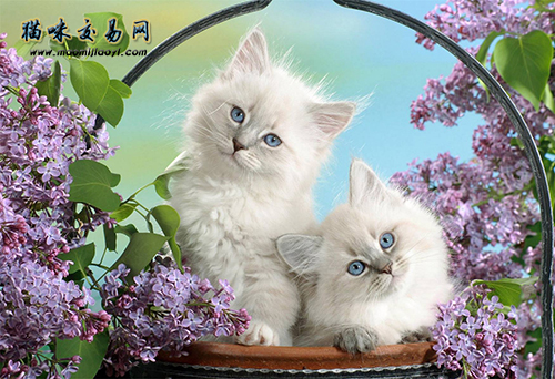 How much does a purebred Maine Coon cat cost in Guangzhou?