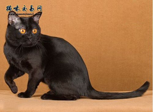 How is the pet cat market in Heilongjiang? How much does a Persian cat cost? ? (Picture 1)