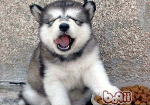 How to improve dog appetite