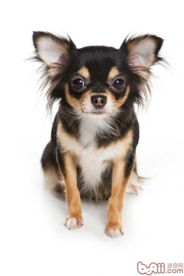 Dogs don’t need to take supplements in winter