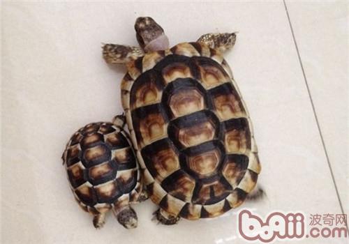 Yuan Qiao Lu The focus of raising a turtle