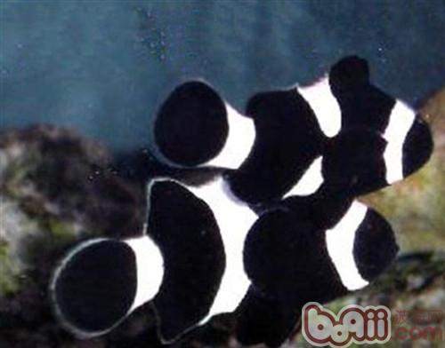 The shape and characteristics of Wubai