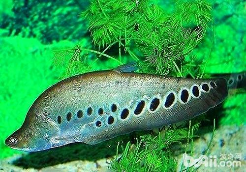 How to raise Seven-star saury