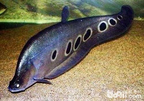 How should seven-star saury be raised