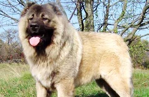 How can dogs have tear stains if they eat a reasonable diet (Picture 1)