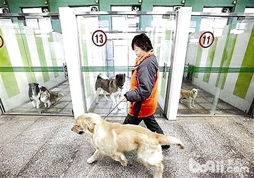 How much does it cost to board a dog for a day