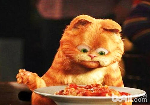 Food or wet food? Matching each other is the best!
