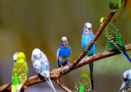 How do gray parrots train to speak? Netizens You will know it after reading it (Picture 1)