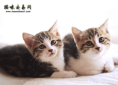 How to sell purebred Ragdoll cats in Hangzhou? (Picture 1)