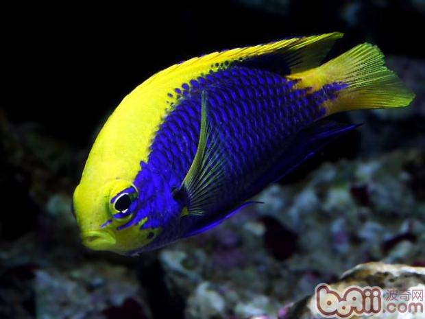 Shape Characteristics of Goldfin Damselfish