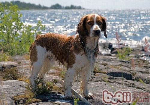 The morphological characteristics of the Welsh Springer Spaniel