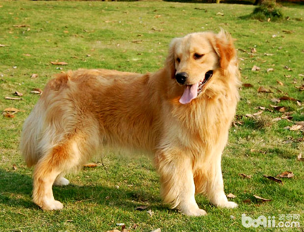 How to choose a golden retriever 